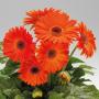 Seminte profesionale  Gerbera jamesonii - Gerbera - imagine 49195